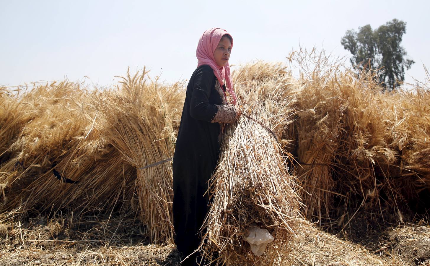 Recolección de trigo en Egipto
