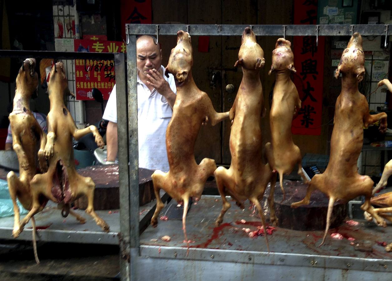 Lunes, 22 de junio. En el mercado, algunos perros se venden como mascotas, mientras que en otros se venden como carne para consumo humano. En la fiesta local de la ciudad de Yulin (China) es costumbre consumir carne de perro y lichis en la celebración del solsticio de verano. Fotografías: Kim Kyung-Hoon