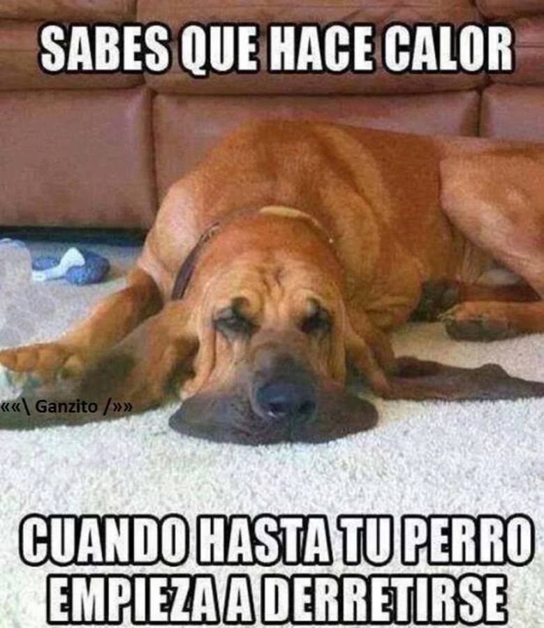 Los mejores &#039;memes&#039; para afrontar la ola de calor