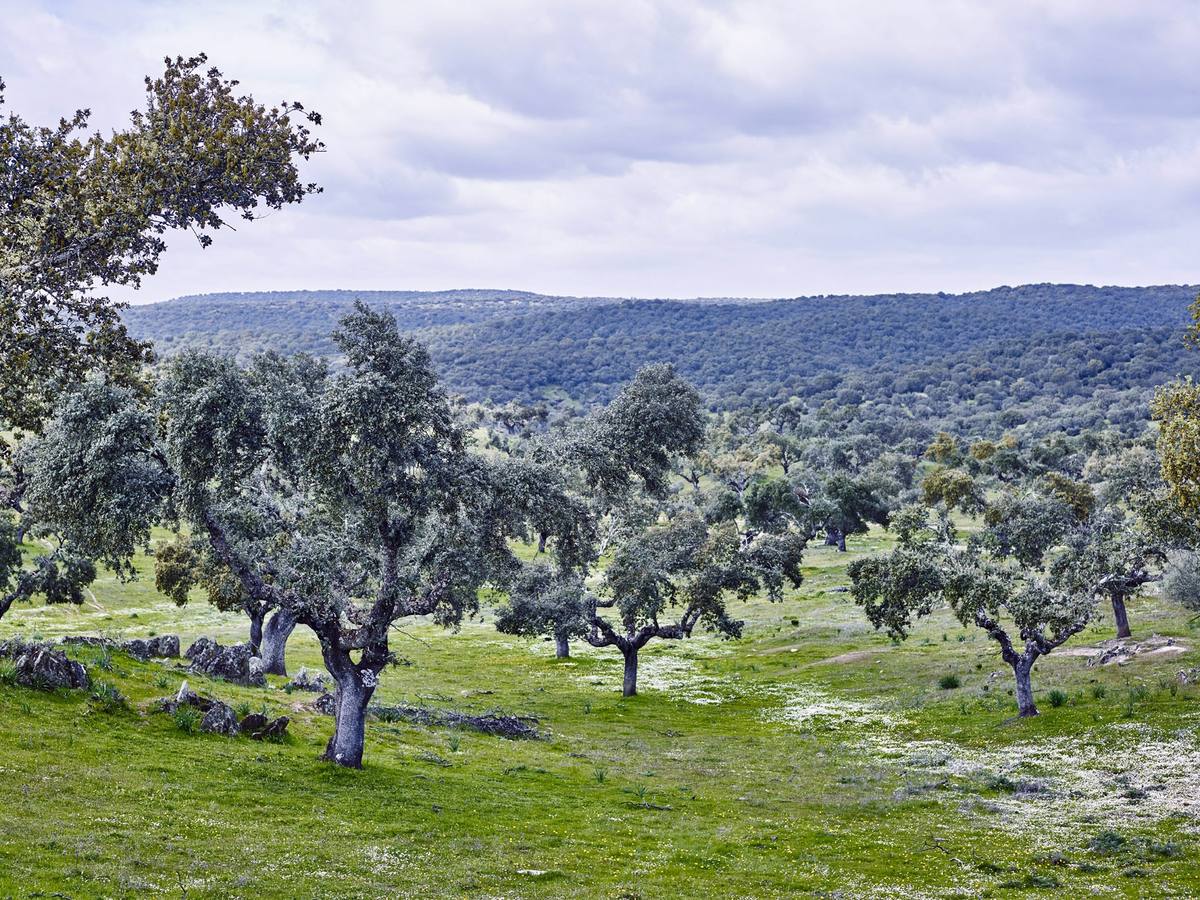 Dehesa de las Suertes