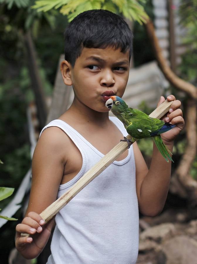 Un niño besa a su perico en su casa en Tegucigalpa, Honduras