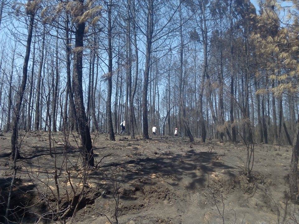 Batidas por el monte para salvar animales heridos por el fuego