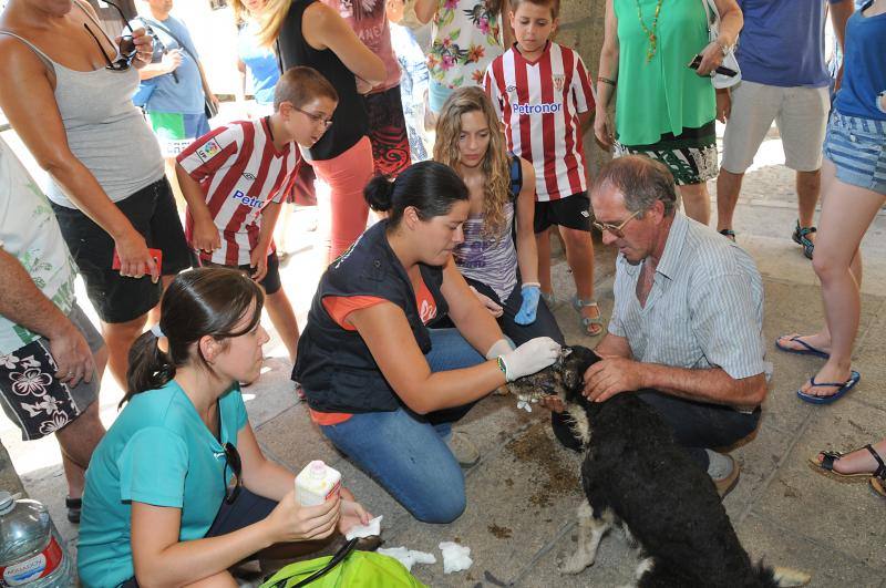 Rocky, un perro hallado con graves quemaduras en una finca de Acebo, fue atendido por veterinarios y trasladado a un clínica de Salamanca