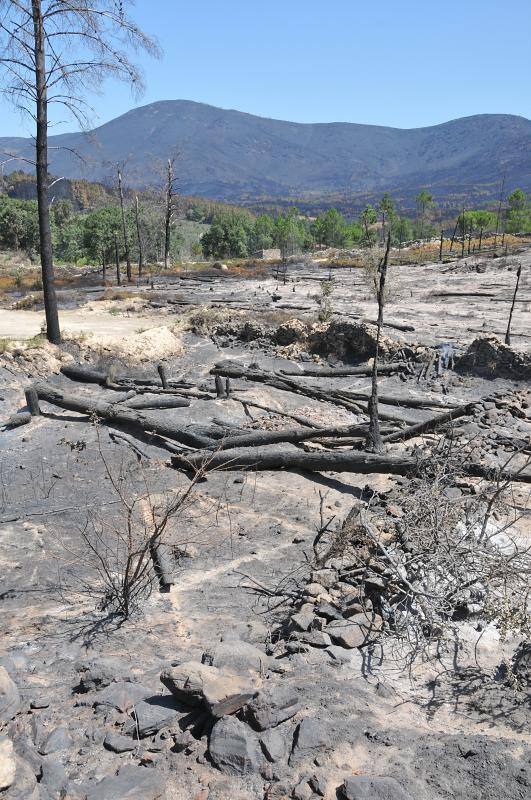 El fuego ha devorado cercad e 8.000 hectáreas de monte