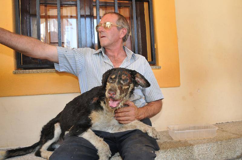 Rocky, un perro hallado con graves quemaduras en una finca de Acebo, fue atendido por veterinarios y trasladado a un clínica de Salamanca