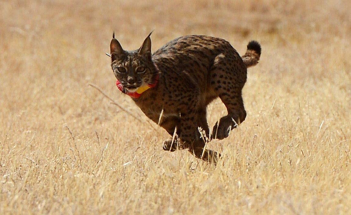 Martes, 1 de septiembre: En 2002 solo había 94 linces. Trece años después hay 300. En Extremadura en el Valle de Matachel (Badajoz) residen una colonia de linces ibéricos. Fotografía: Archivo