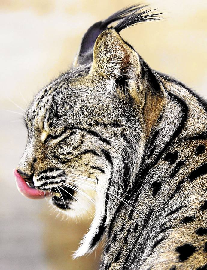 Martes, 1 de septiembre: En 2002 solo había 94 linces. Trece años después hay 300. En Extremadura en el Valle de Matachel (Badajoz) residen una colonia de linces ibéricos. Fotografía: Archivo