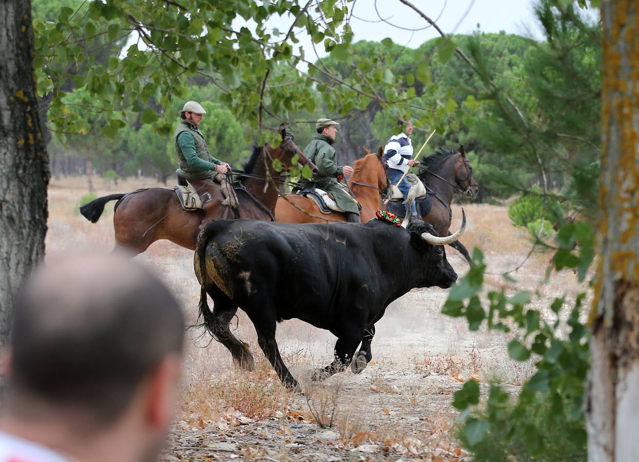 El Toro de la Vega 2015