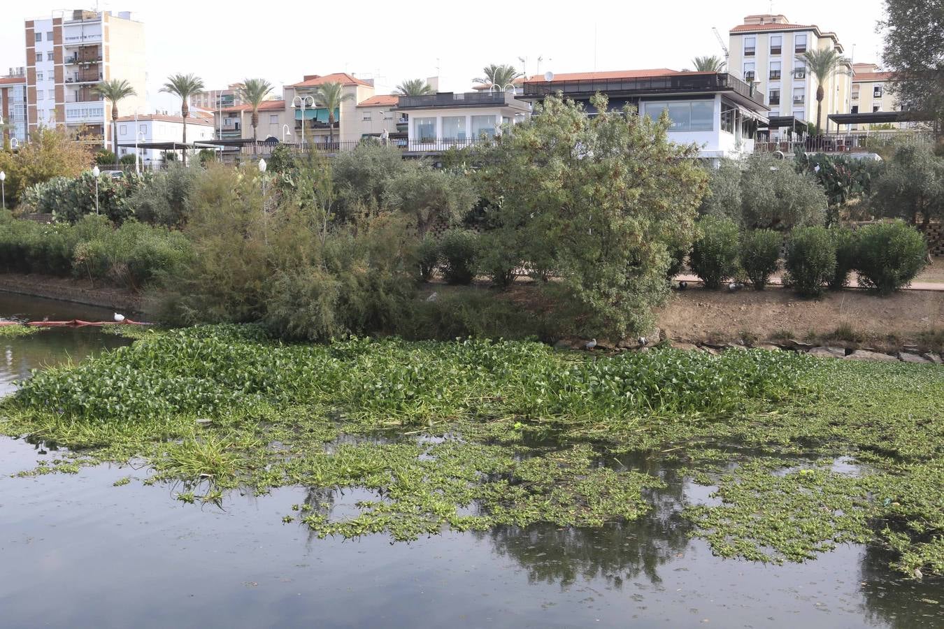 El Guadiana y el camalote, juntos diez años