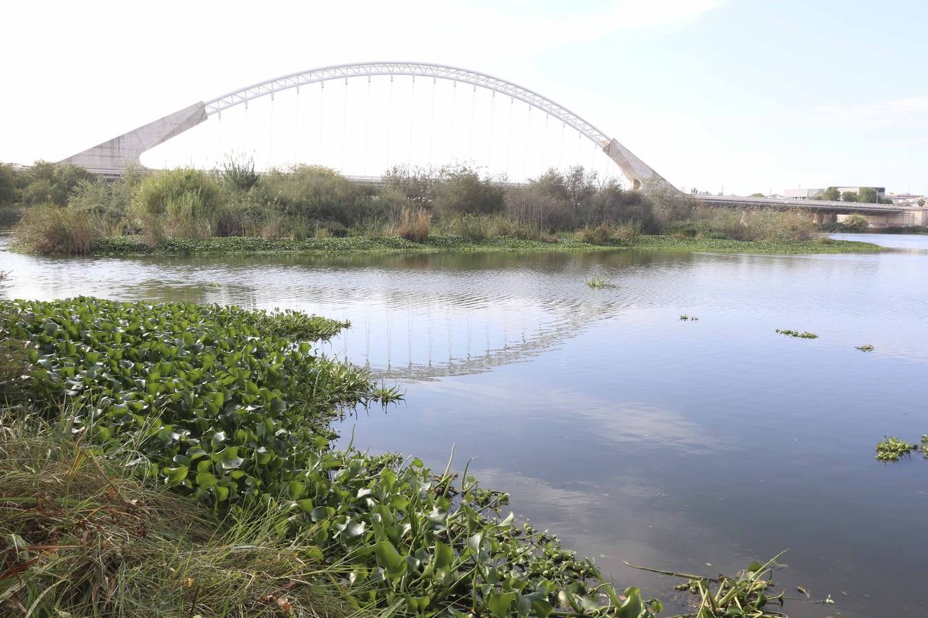 El Guadiana y el camalote, juntos diez años