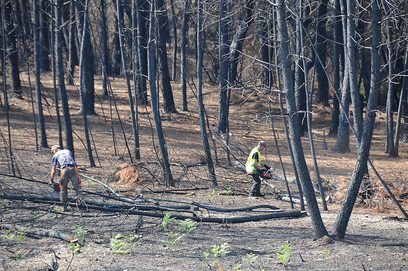 Trabajos de reforestación en Gata