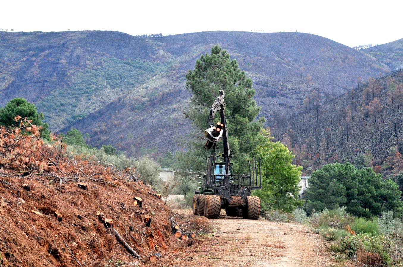 Trabajos de reforestación en Gata