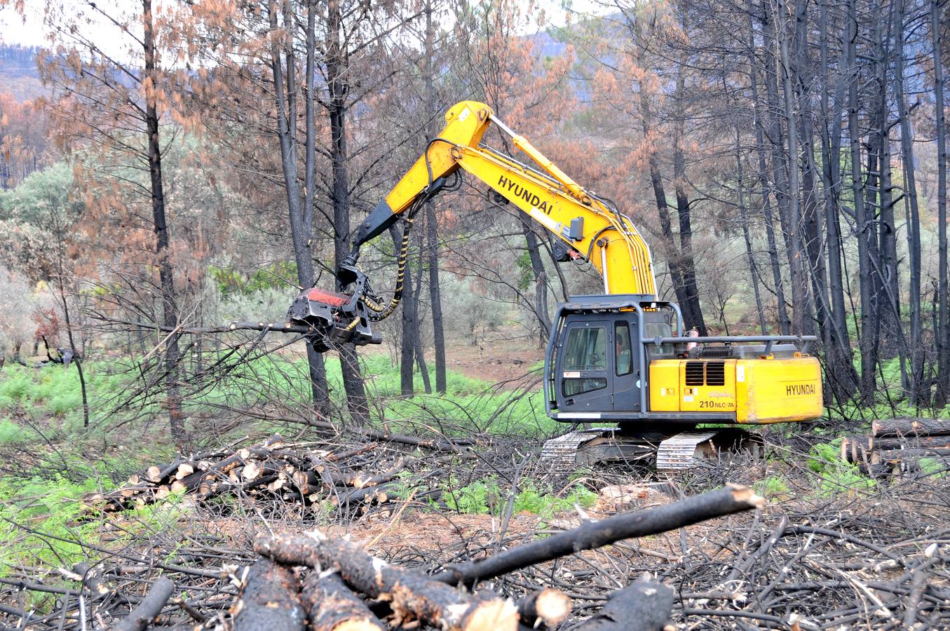 Trabajos de reforestación en Gata