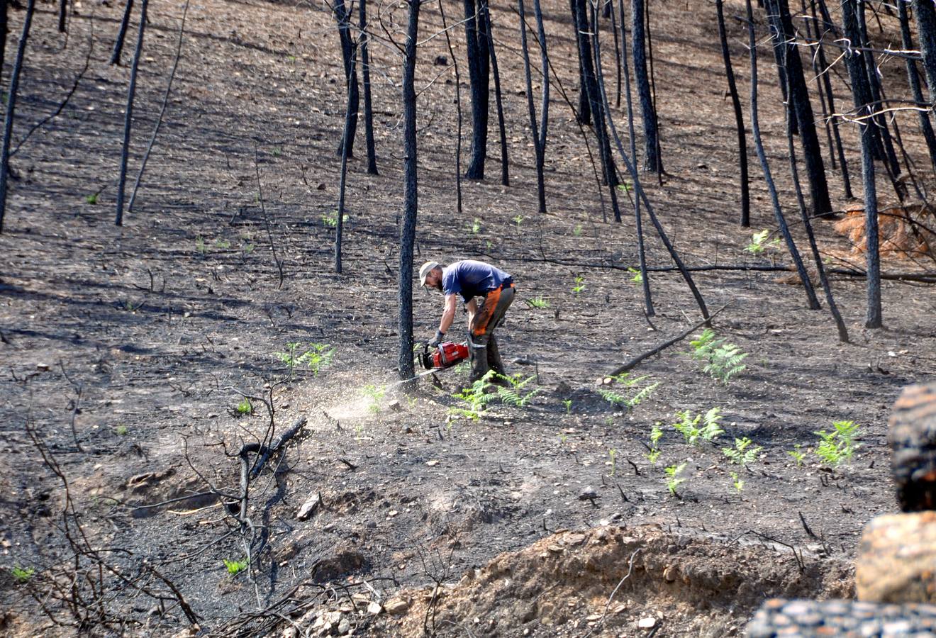 Trabajos de reforestación en Gata