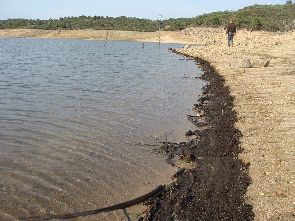 Trabajos de reforestación en Gata