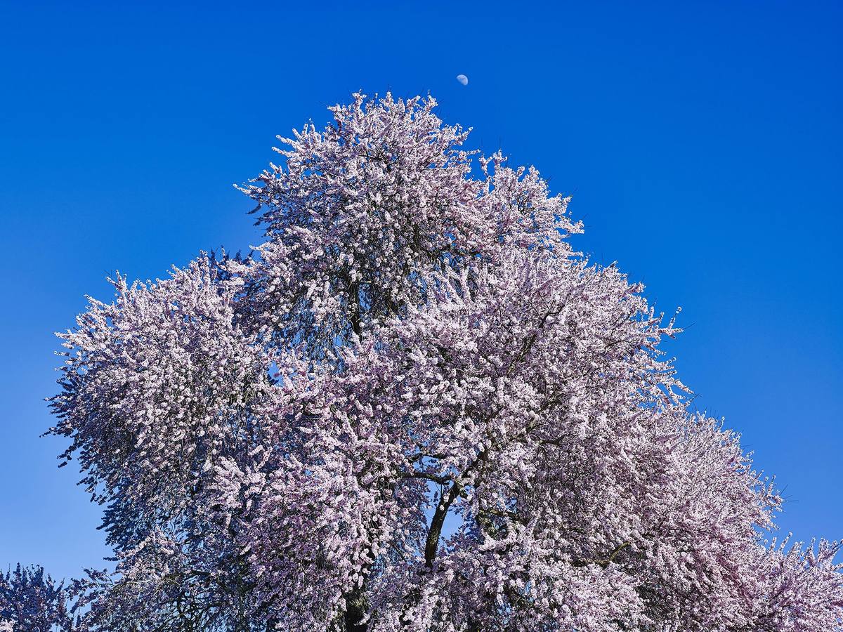 La luna sobre la copa del almendro