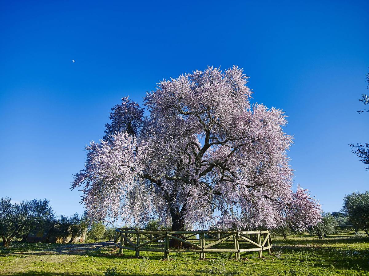 Almendro Real en plena floración