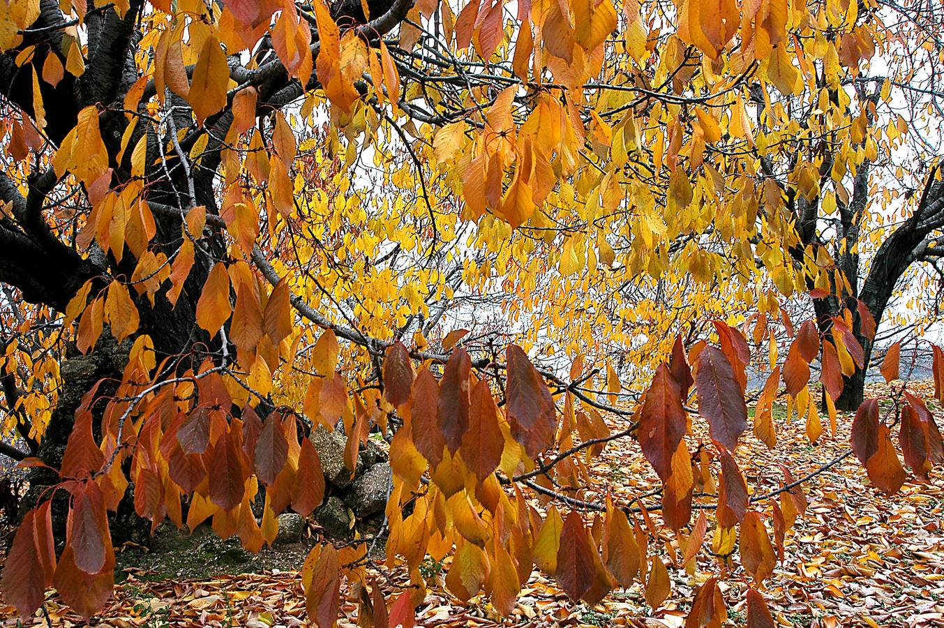 El otoño en el Valle del Jerte