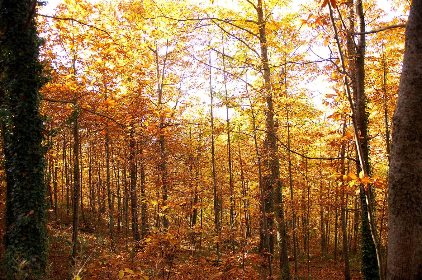 El otoño en el Valle del Jerte