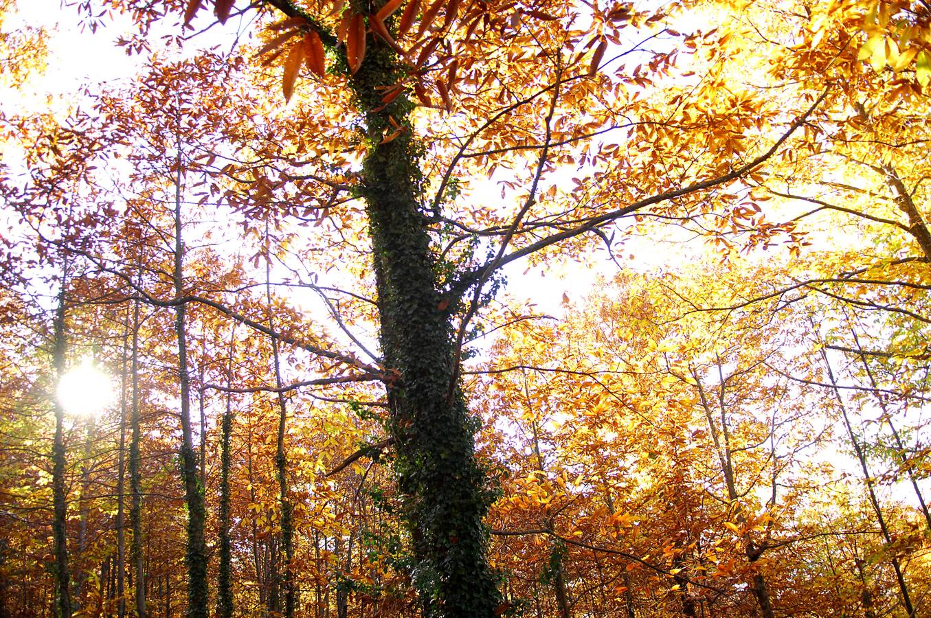 El otoño en el Valle del Jerte