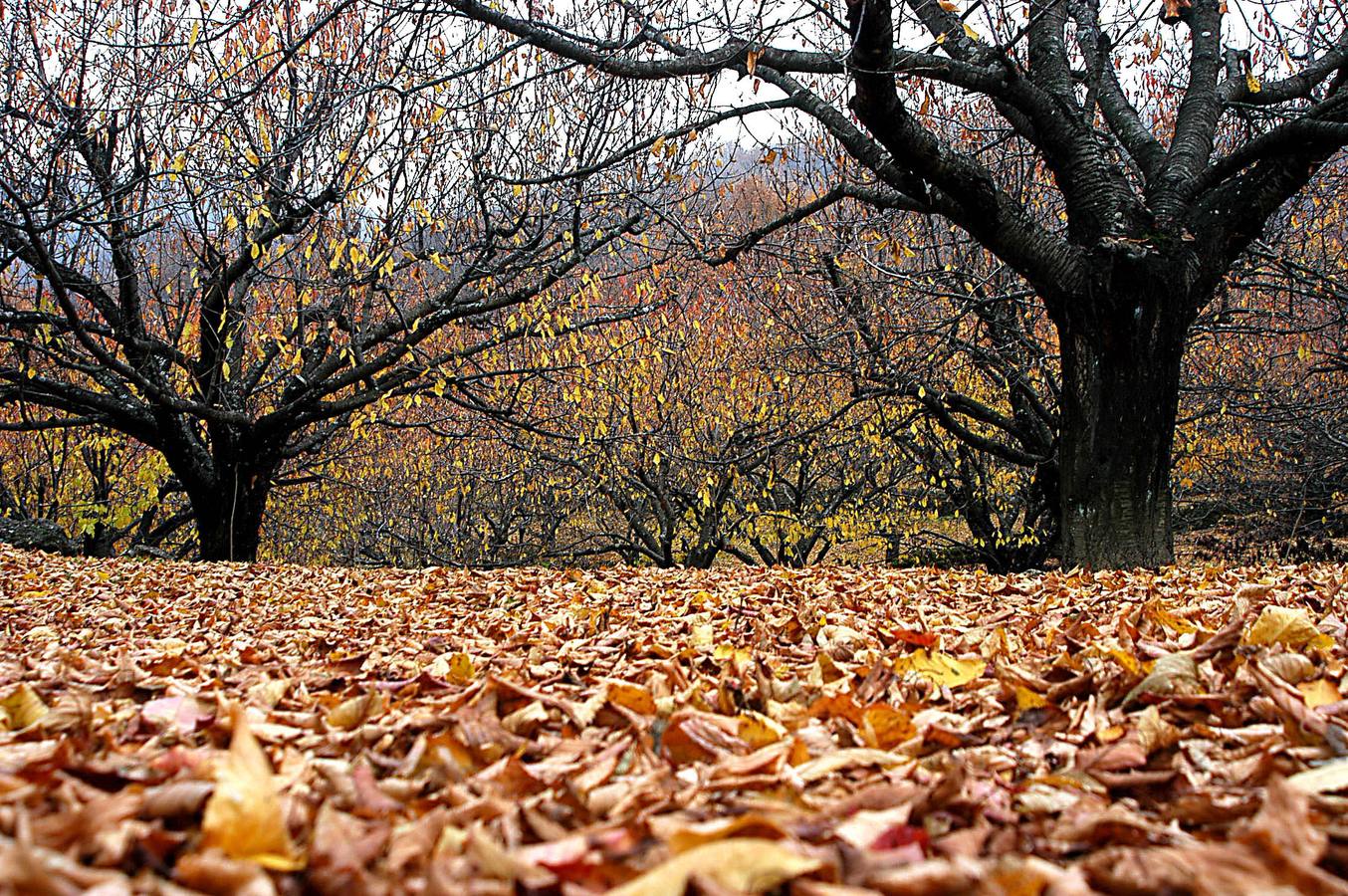 El otoño en el Valle del Jerte