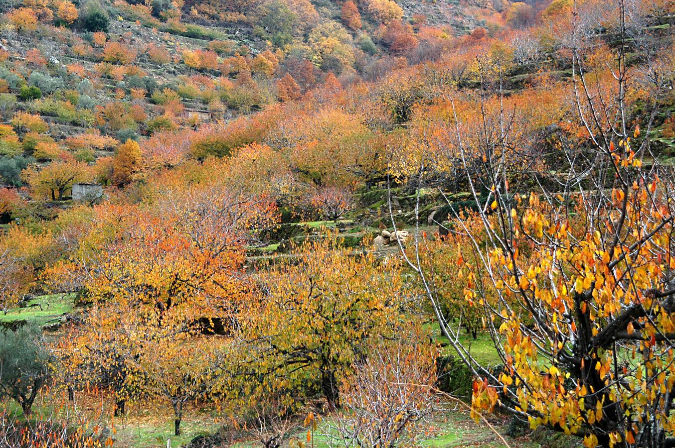 El otoño en el Valle del Jerte