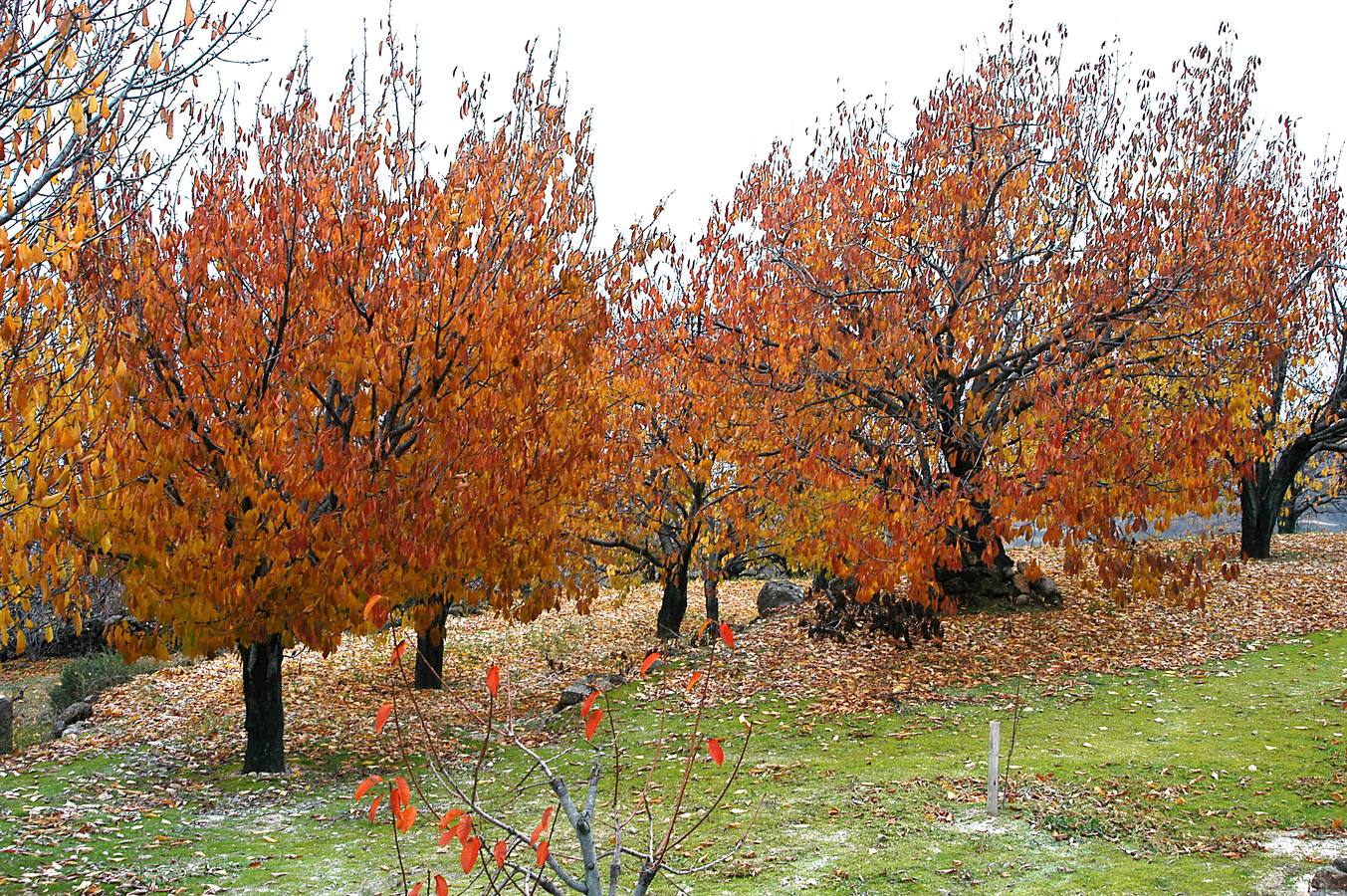 El otoño en el Valle del Jerte