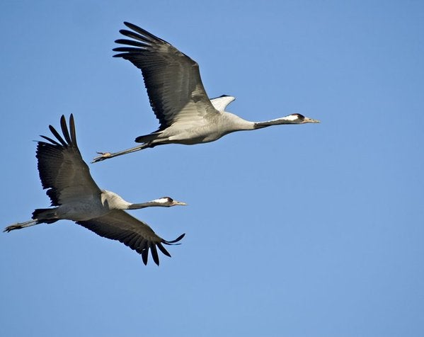 Las grullas siguen fieles al invierno extremeño
