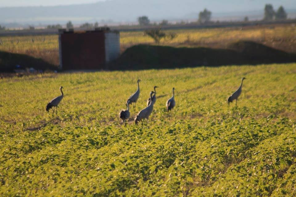 Las grullas siguen fieles al invierno extremeño