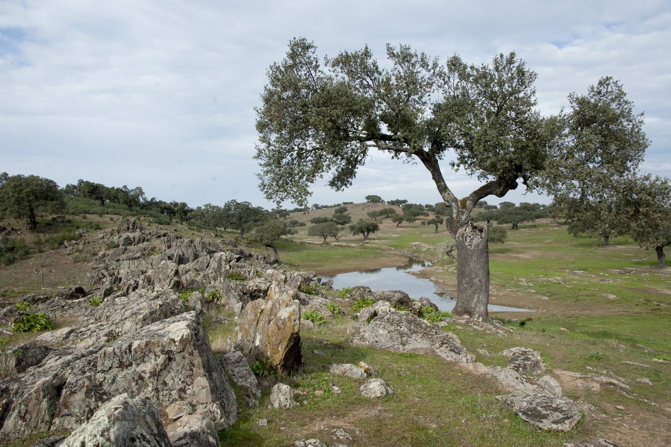 Los Campos Comunales de Oliva de Frontera