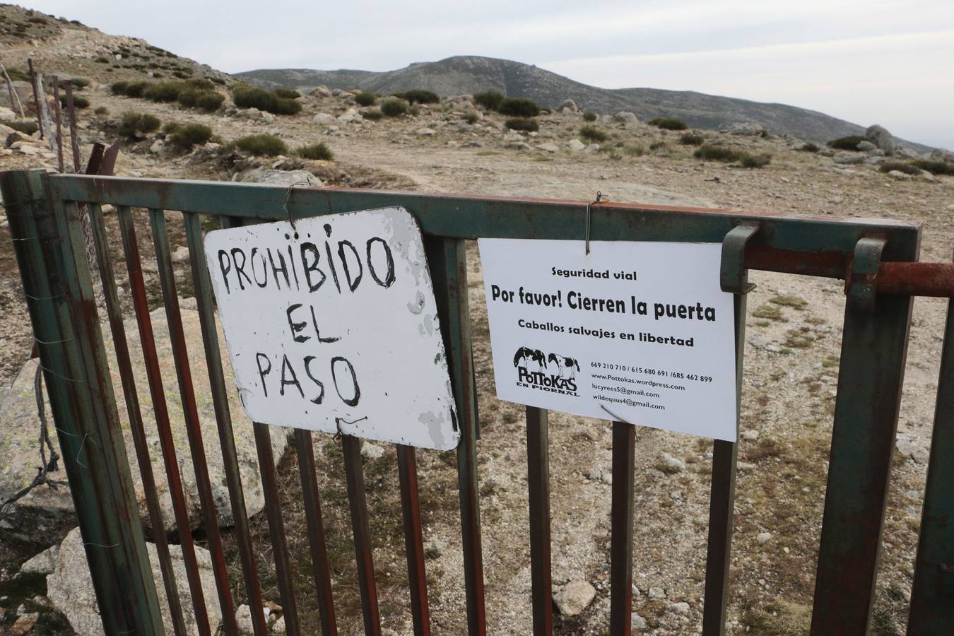 Los caballos más salvajes de Europa trotan en la Vera