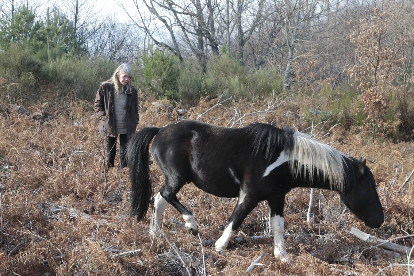 Los caballos más salvajes de Europa trotan en la Vera