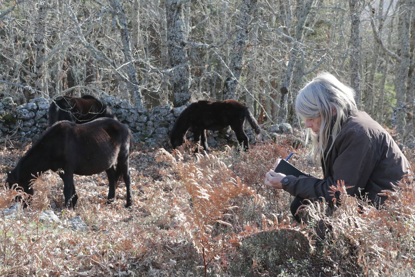 Los caballos más salvajes de Europa trotan en la Vera