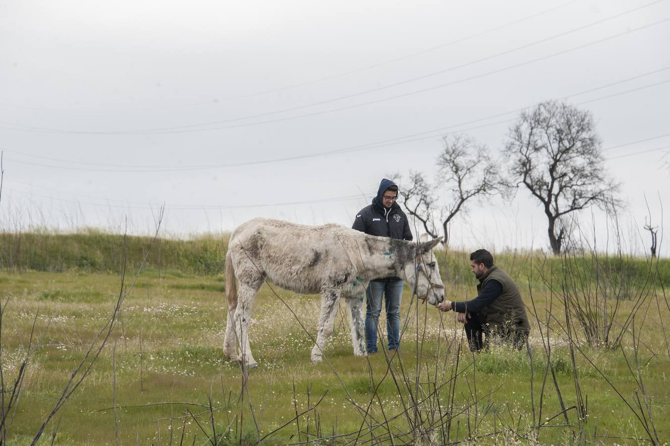 Lunes, 18 de enero: Ramón Ayala cuida en una finca de Llera a 'Muliki', una mula que encontró moribunda cuando practicaba ciclismo junto a Pueblonuevo. Fotografías: Pakopí