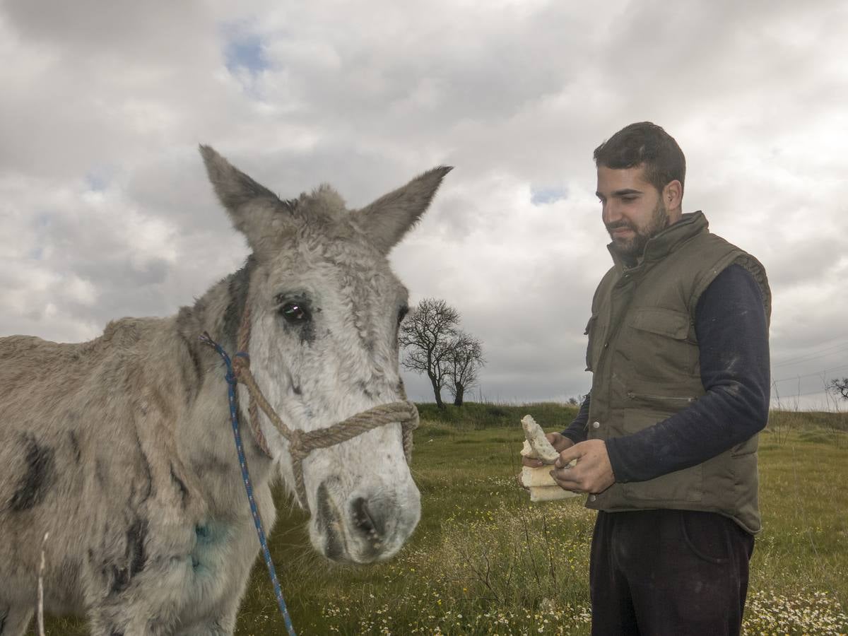 Lunes, 18 de enero: Ramón Ayala cuida en una finca de Llera a 'Muliki', una mula que encontró moribunda cuando practicaba ciclismo junto a Pueblonuevo. Fotografías: Pakopí