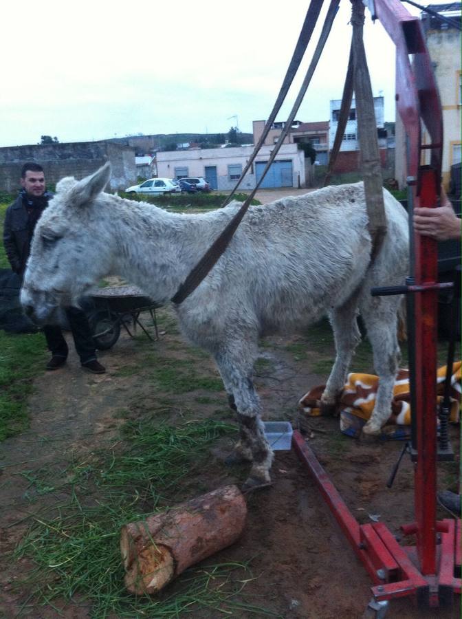 Lunes, 18 de enero: Ramón Ayala cuida en una finca de Llera a 'Muliki', una mula que encontró moribunda cuando practicaba ciclismo junto a Pueblonuevo. Fotografías: Pakopí