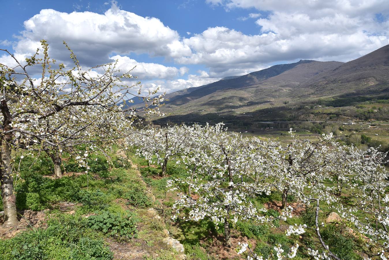 El Valle del Jerte comienza a florecer