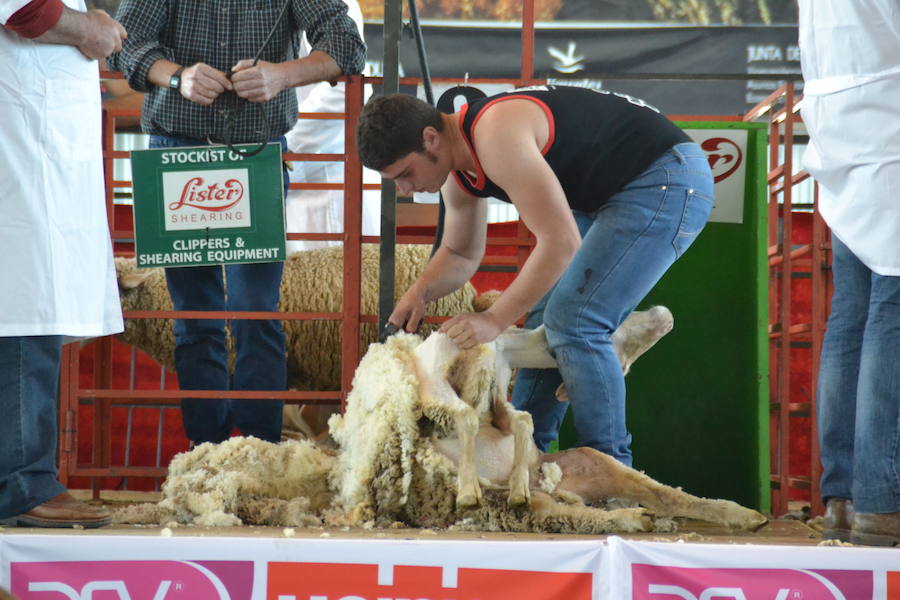 Campeonato de España de Merinas VIII Open de Esquileo de Extremadura