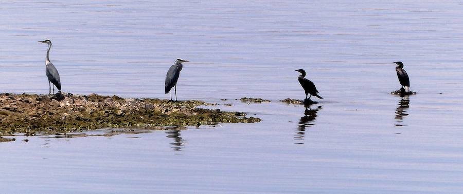 Aves en Cerro Masatrigo