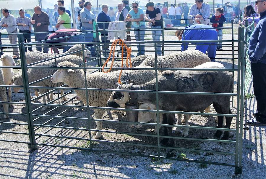 Fuente de Cantos festeja su fiesta de la Chanfaina