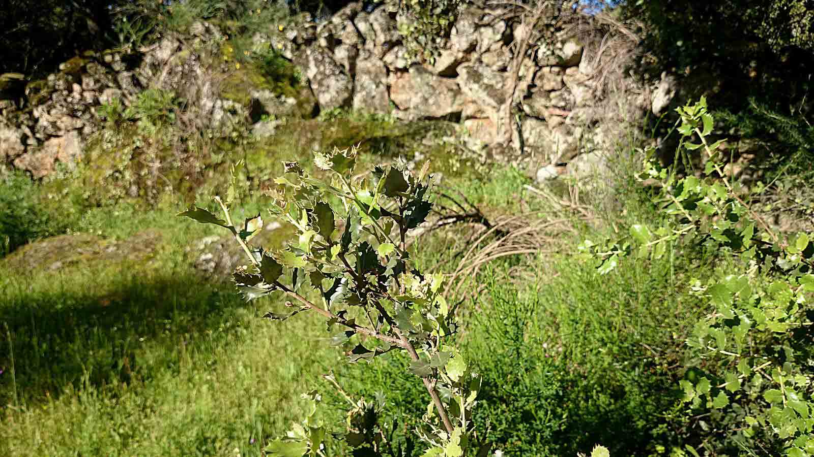 La primavera en el norte de Extremadura