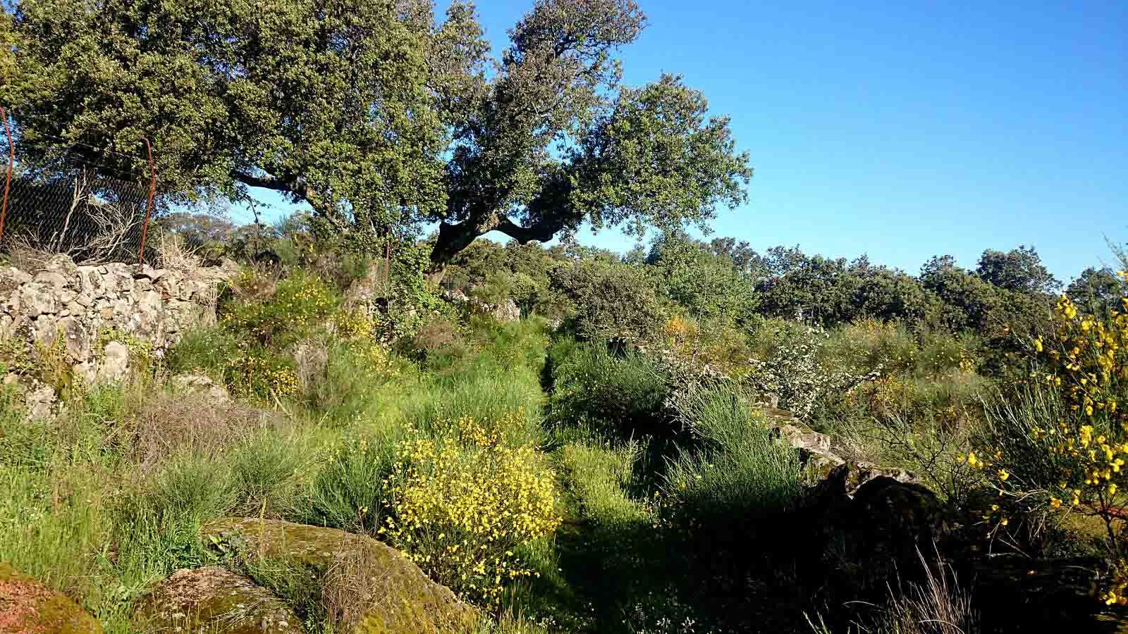 La primavera en el norte de Extremadura