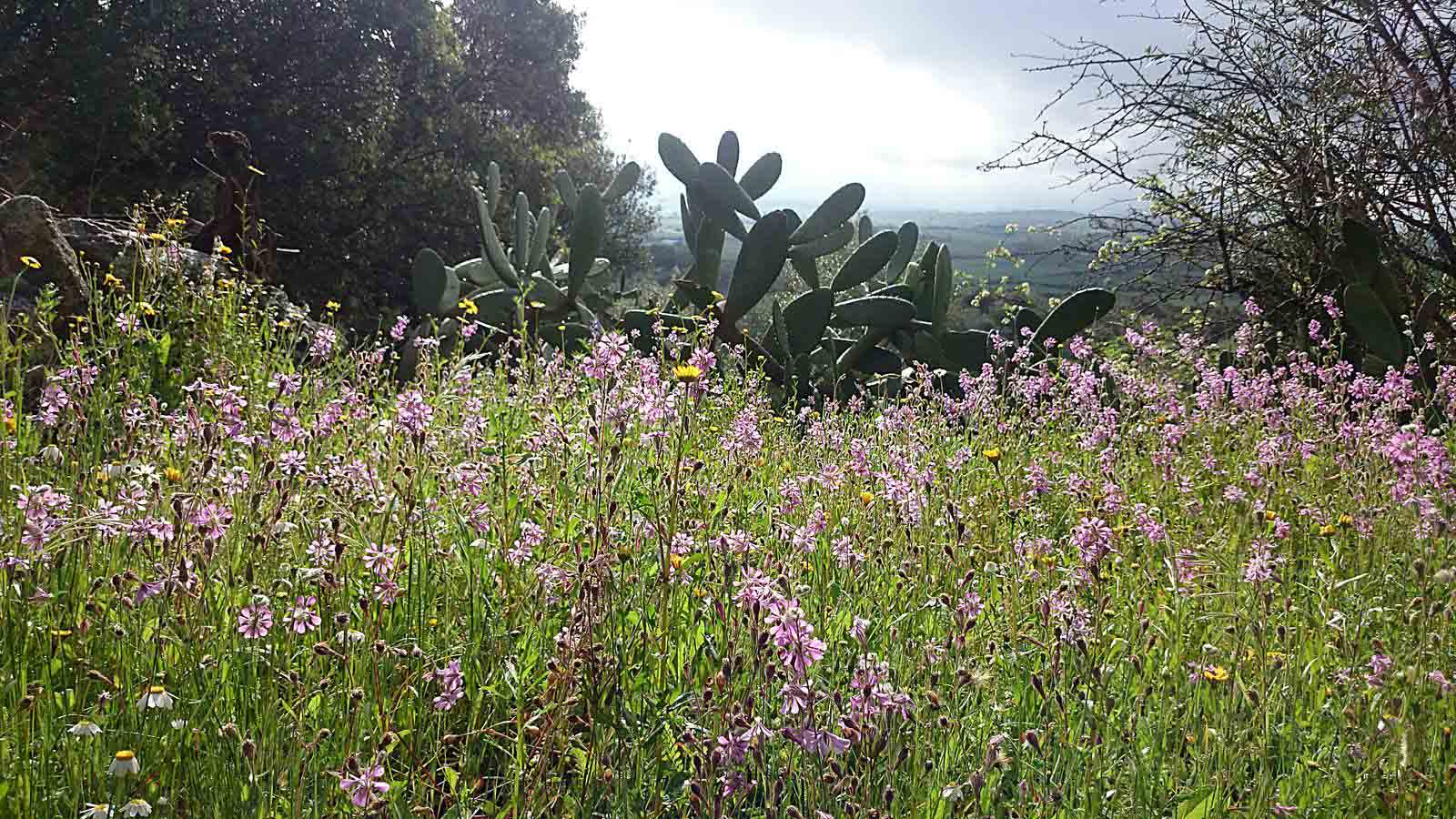 La primavera en el norte de Extremadura