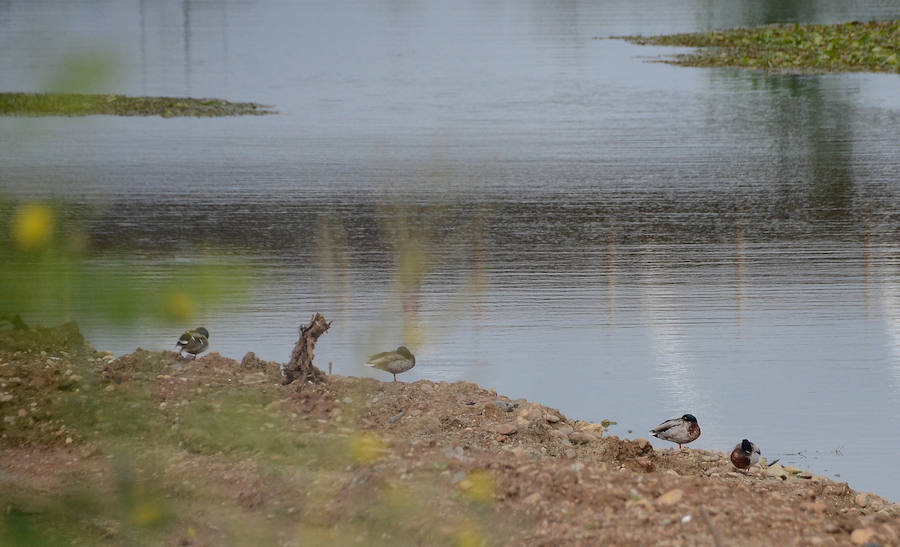 La avifauna del Guadiana a su paso por Badajoz