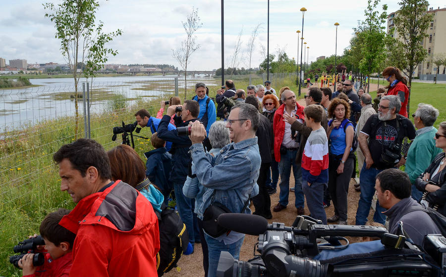 La avifauna del Guadiana a su paso por Badajoz