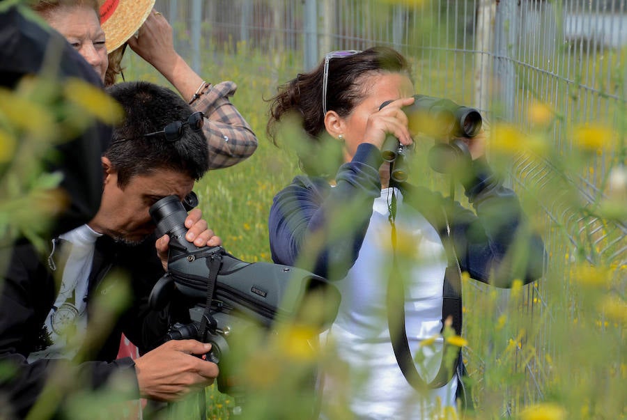 La avifauna del Guadiana a su paso por Badajoz