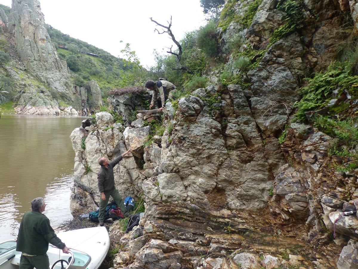 Rescate de huevos de cigüeñas negras