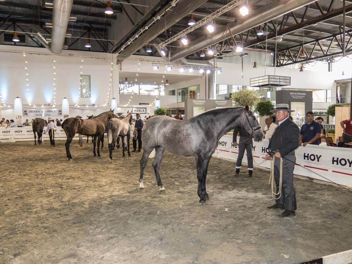 Inauguración de la VIII edición de Ecuextre