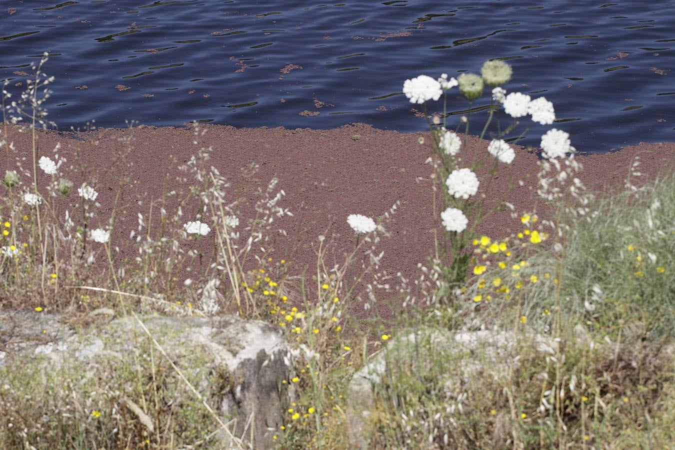 Lunes, 6 de junio: El ‘Helecho de agua’ es una planta acuática invasora procedente de América que se ha extendido por Extremadura en el río Almonte a la altura de Monroy. Fotografías: Armando Méndez