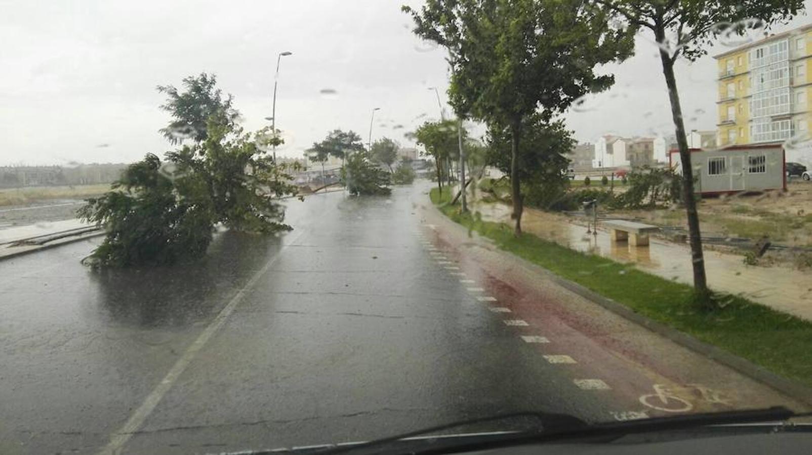 Árbol caído en Circunvalación